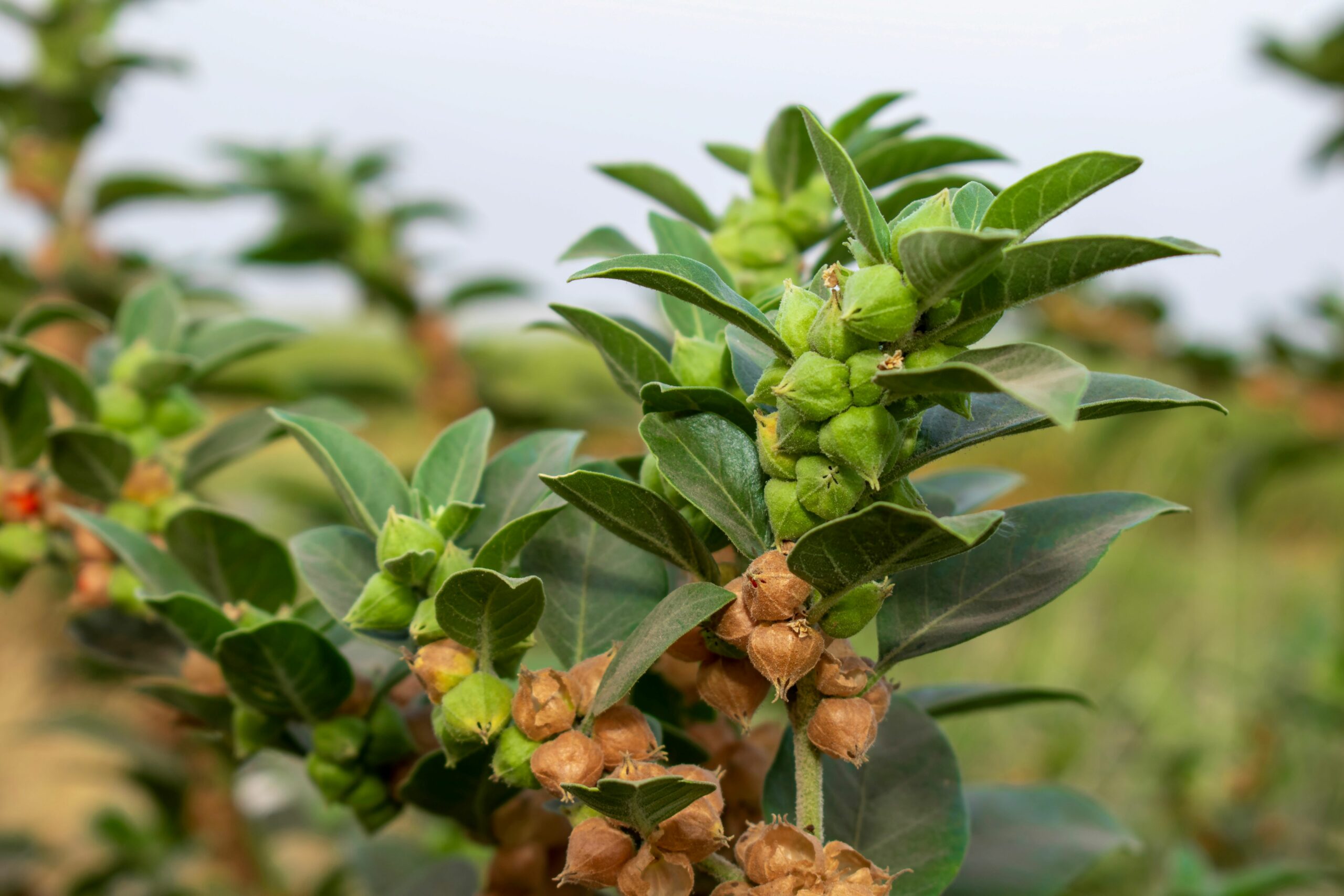 Ashwagandha and Testosterone
