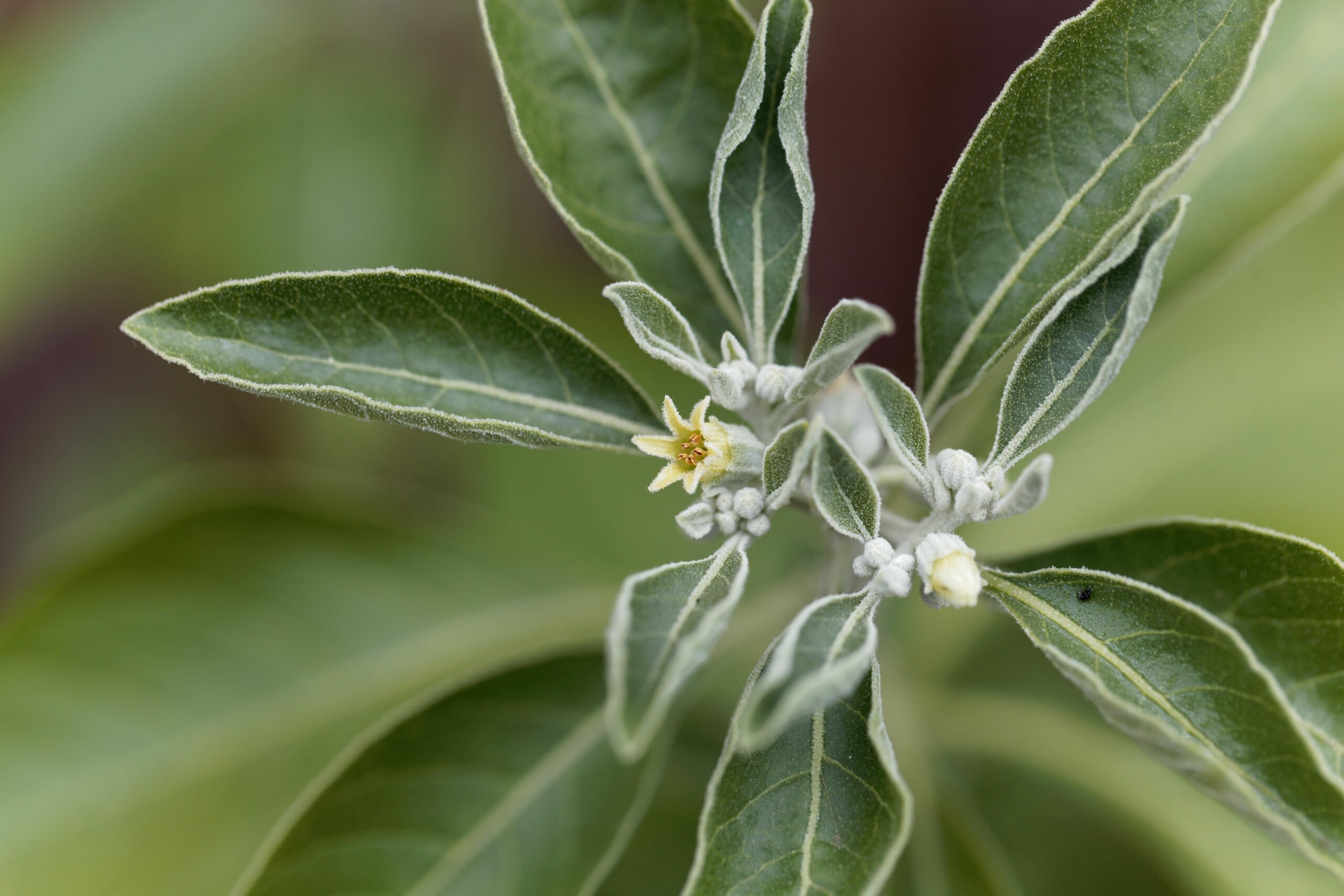Ashwagandha And Motivation