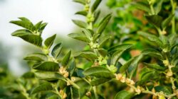 Ashwagandha And Fatigue