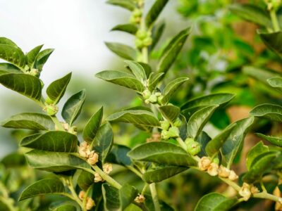 Ashwagandha And Fatigue