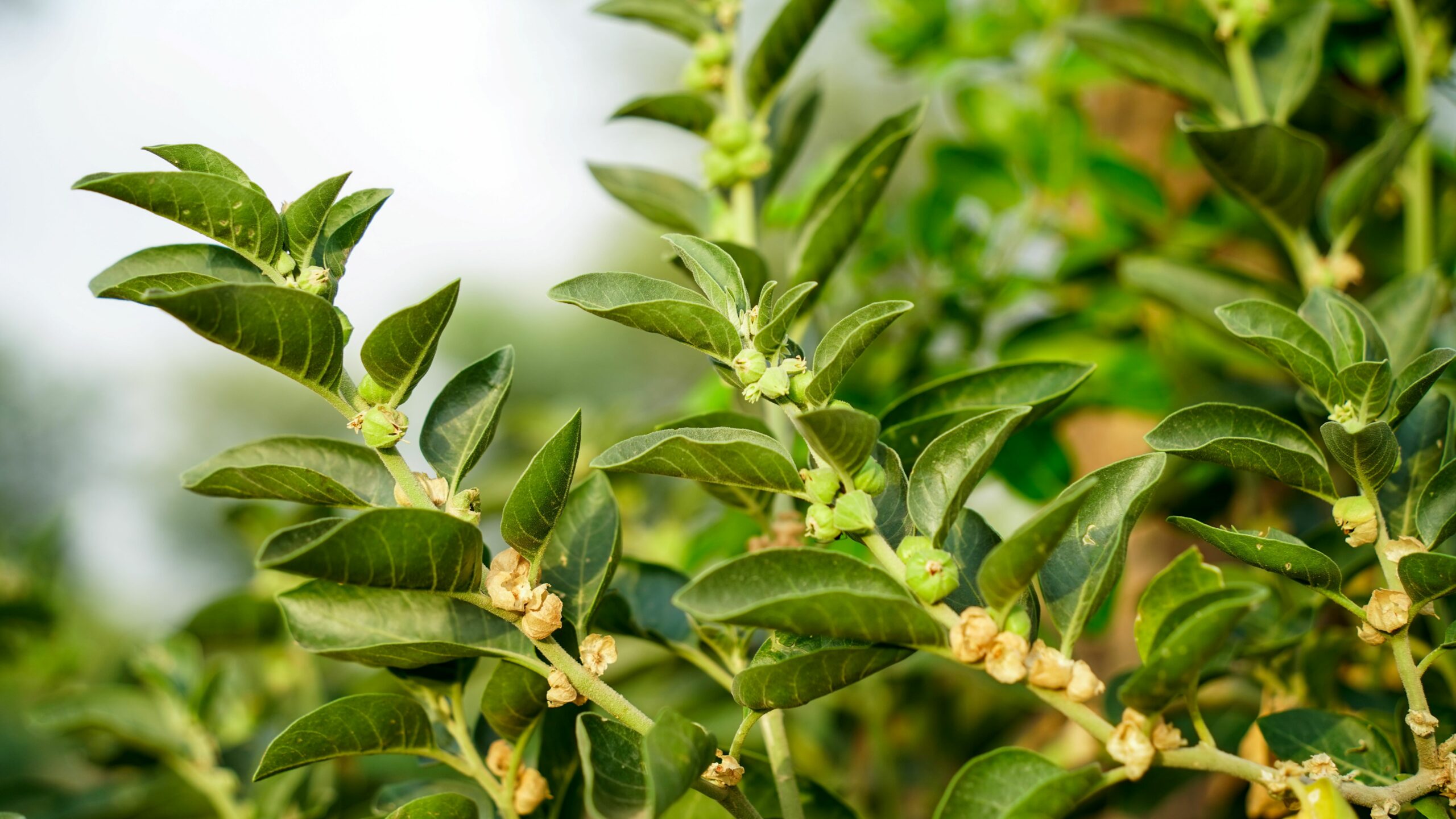 Ashwagandha And Fatigue