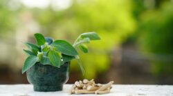 Ashwagandha And Male Fertility