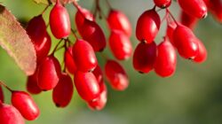 5 Surprising Benefits Of Berberine HCL