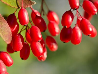 5 Surprising Benefits Of Berberine HCL