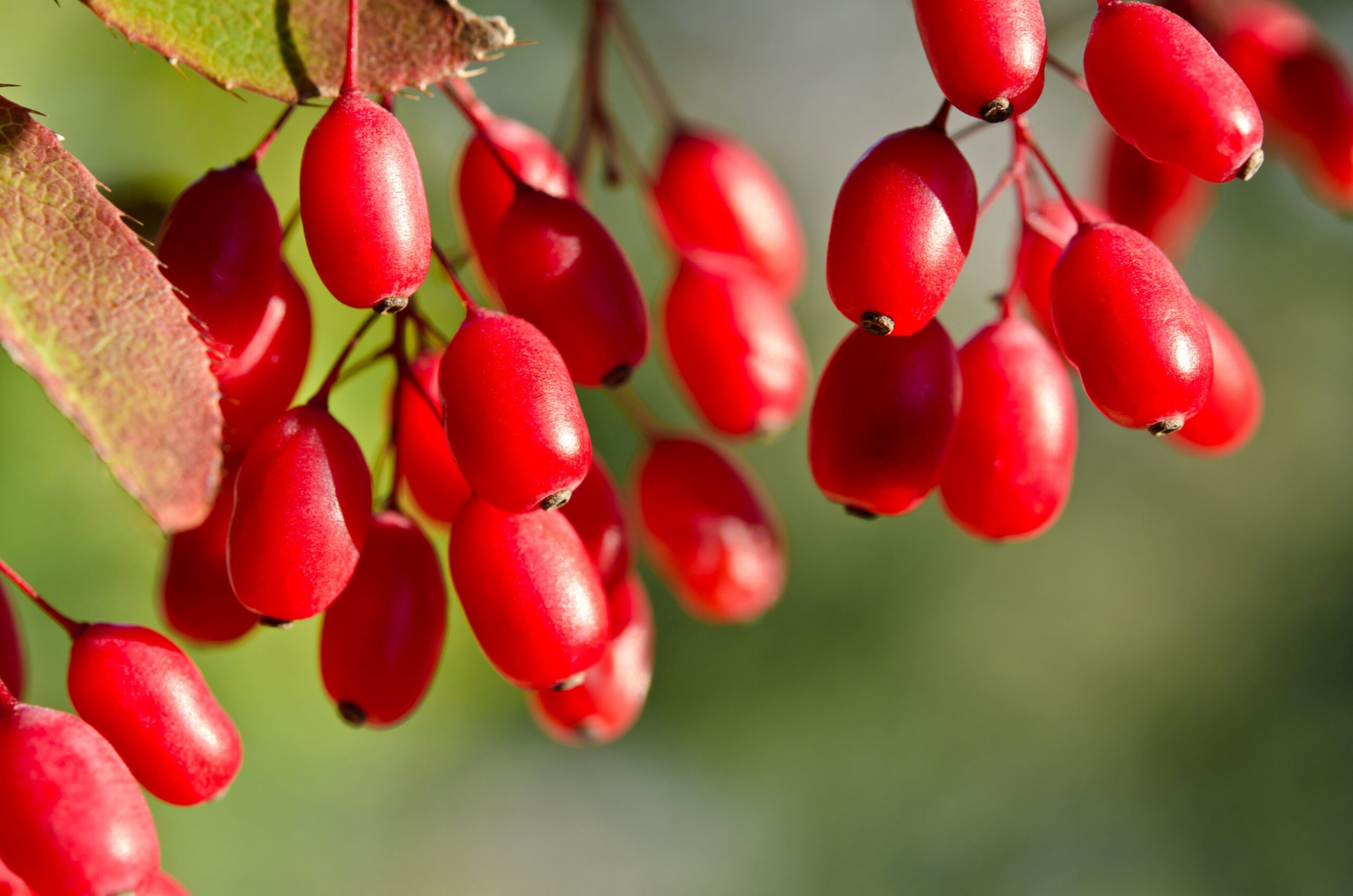 5 Surprising Benefits Of Berberine HCL