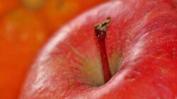 5 Surprising Benefits Of Quercetin Dihydrate