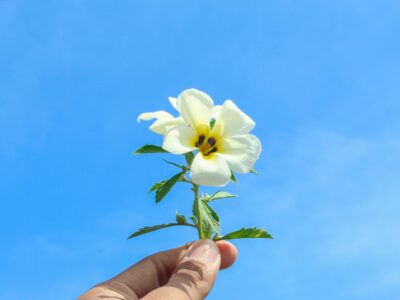 5 Surprising Benefits Of Damiana Leaf Powder