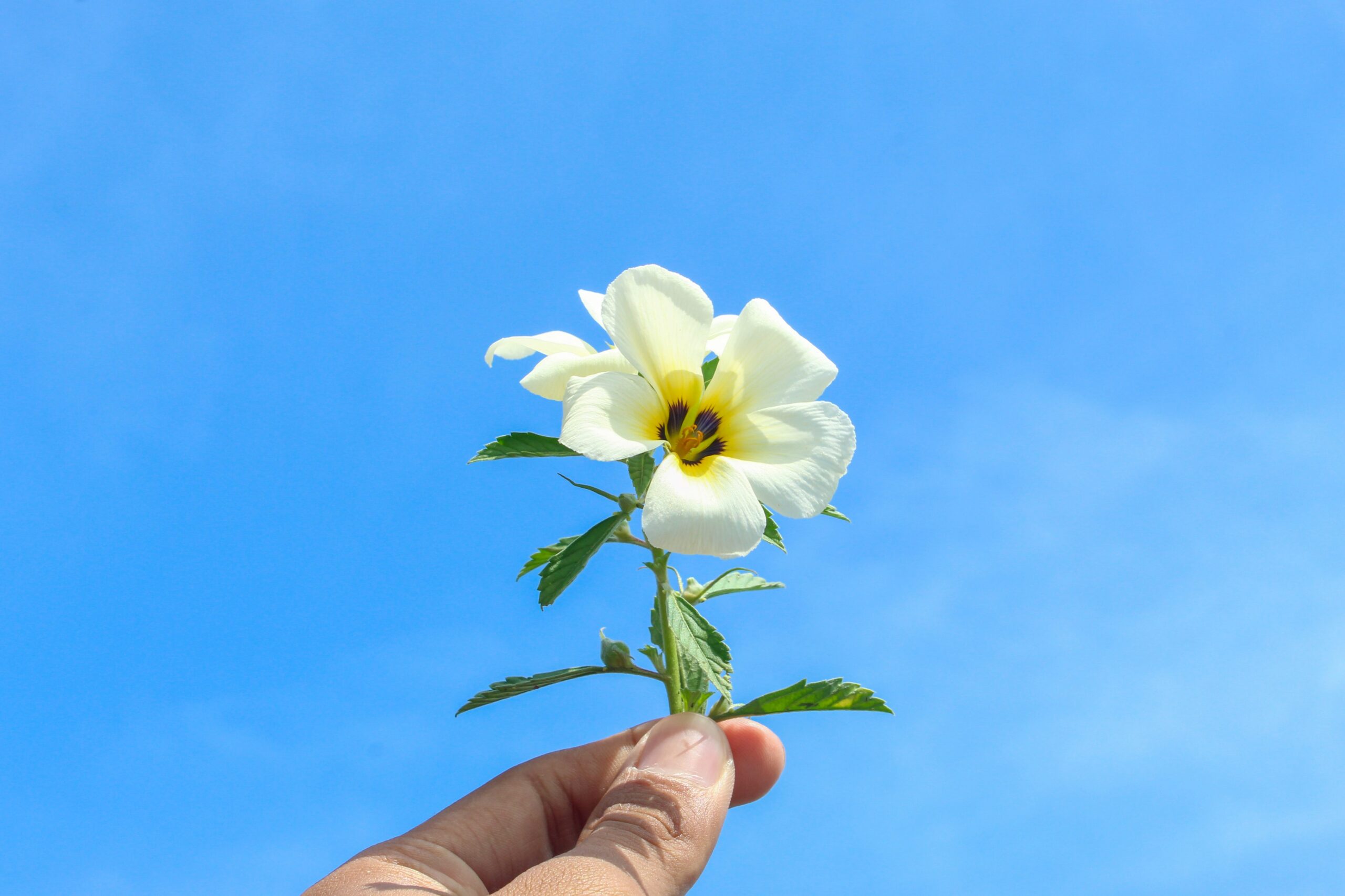 5 Surprising Benefits Of Damiana Leaf Powder