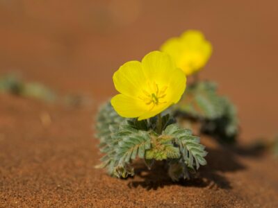 5 Surprising Benefits Of Tribulus