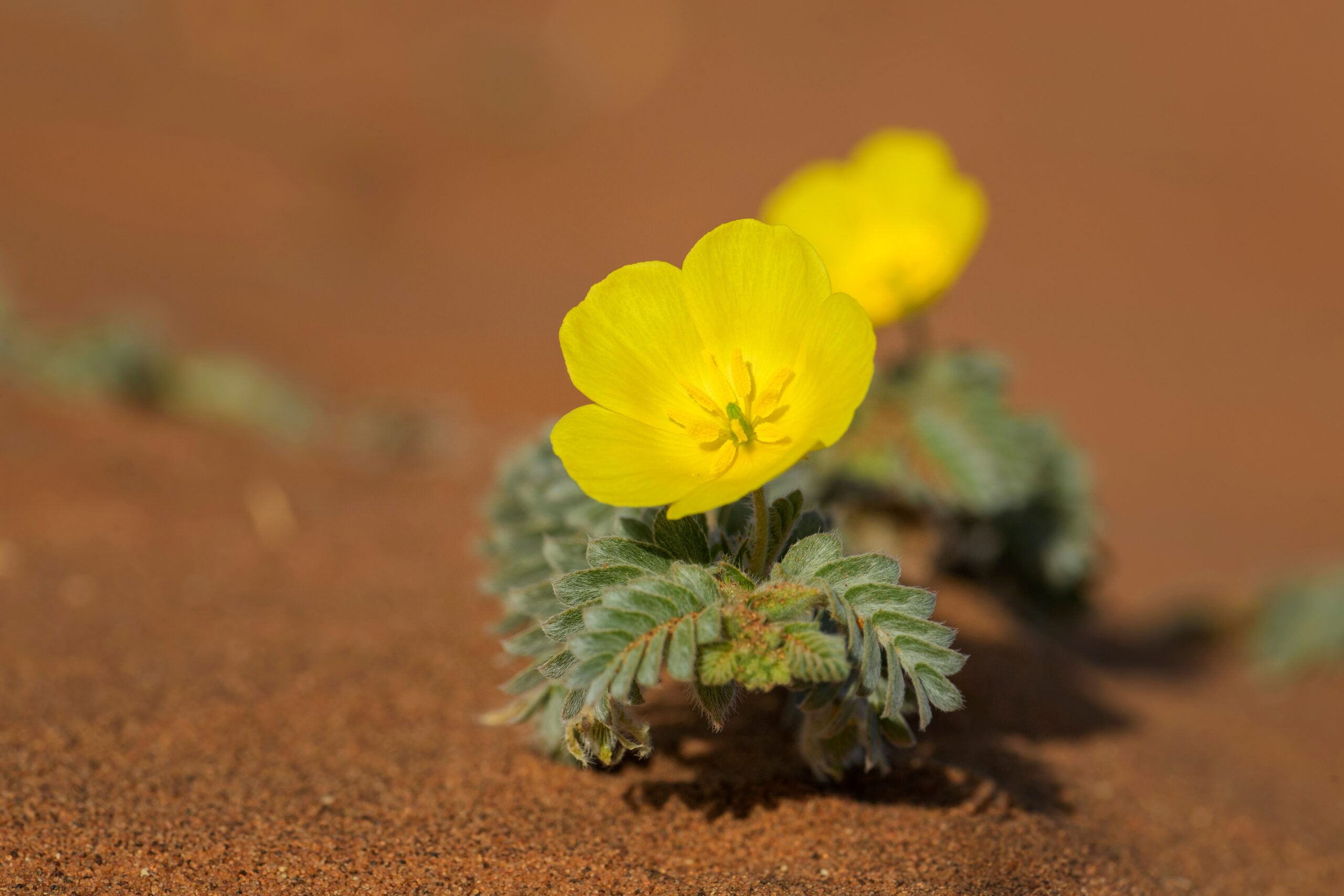 5 Surprising Benefits Of Tribulus