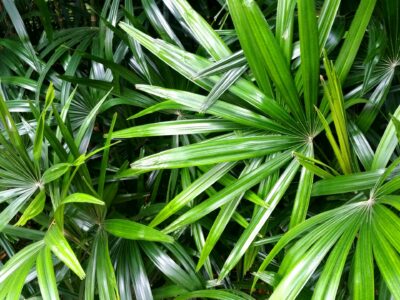 5 Surprising Benefits Of Saw Palmetto