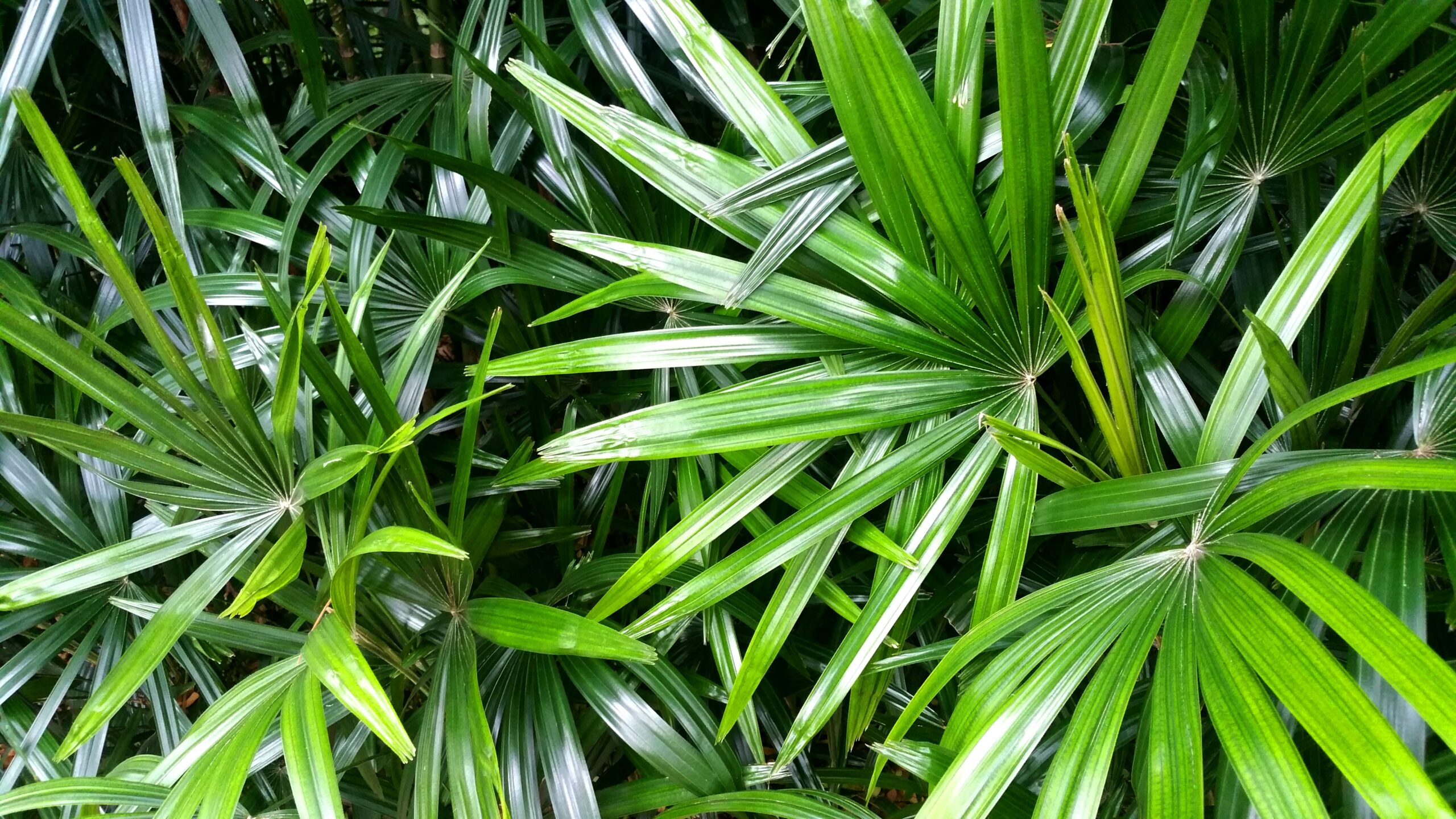 5 Surprising Benefits Of Saw Palmetto