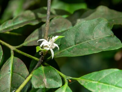 5 Surprising Benefits Of Muira Puama