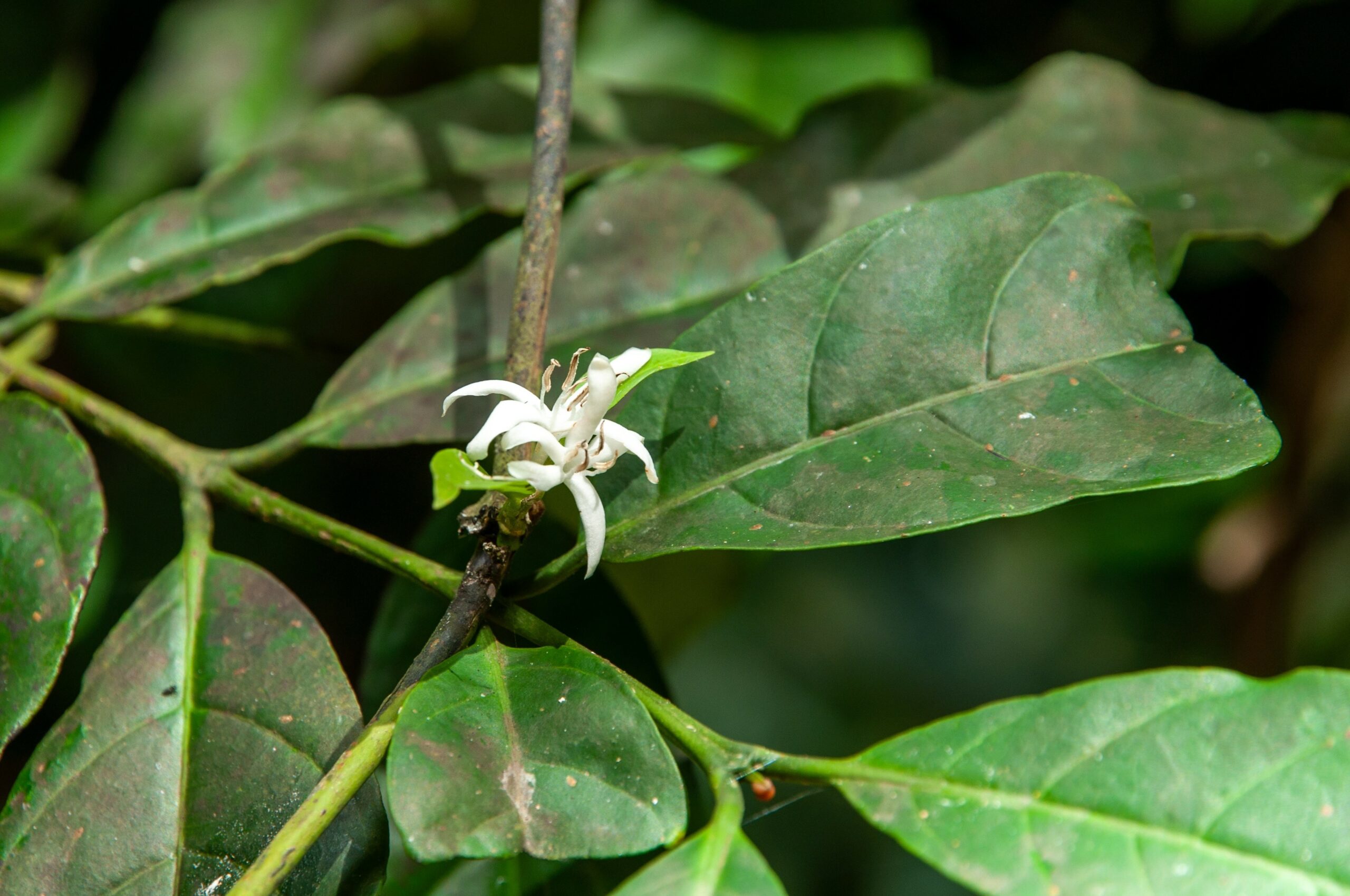 5 Surprising Benefits Of Muira Puama