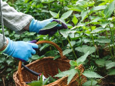 5 Surprising Benefits Of Nettle Root Extract