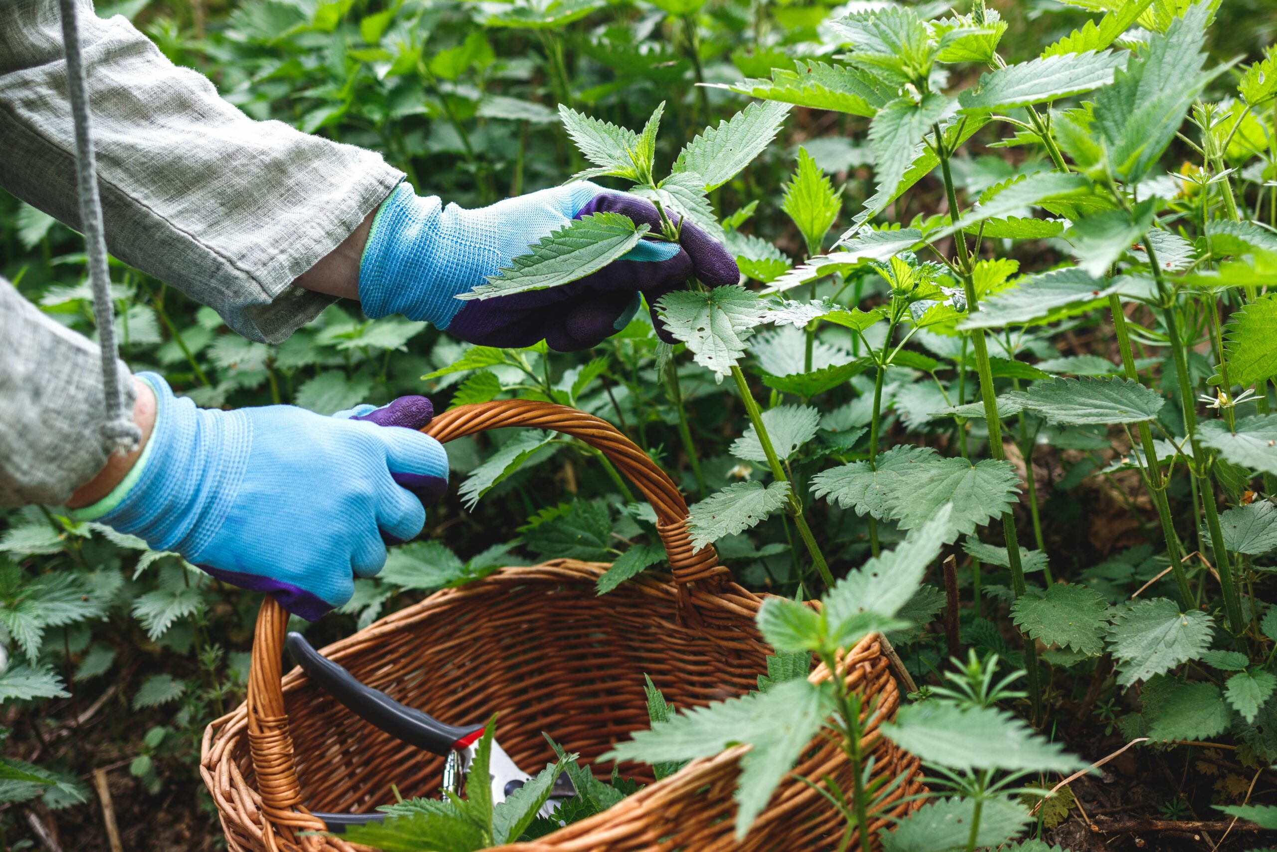 5 Surprising Benefits Of Nettle Root Extract