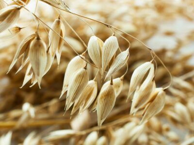 5 Surprising Benefits Of Oat Straw