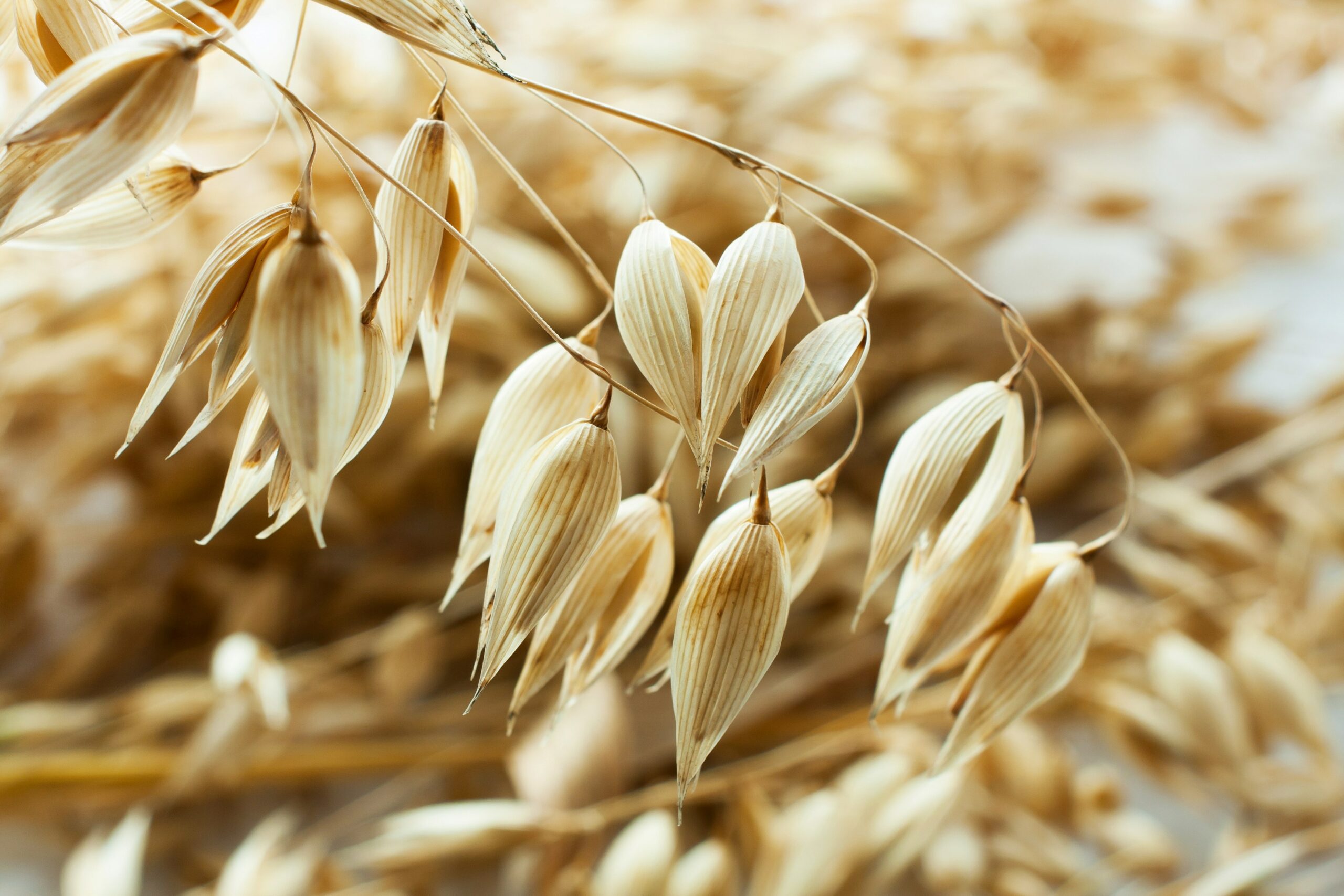 5 Surprising Benefits Of Oat Straw