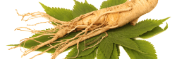 Ginseng