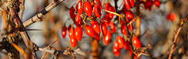 Berberine