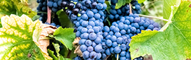 Trans Resveratrol