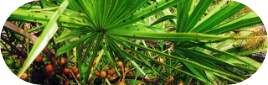 Saw Palmetto