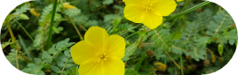 Tribulus