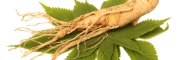 Ginseng