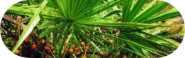 Saw Palmetto